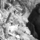 Illustration for article titled Behold: the first photos in history of a Myanmar snub-nosed monkey